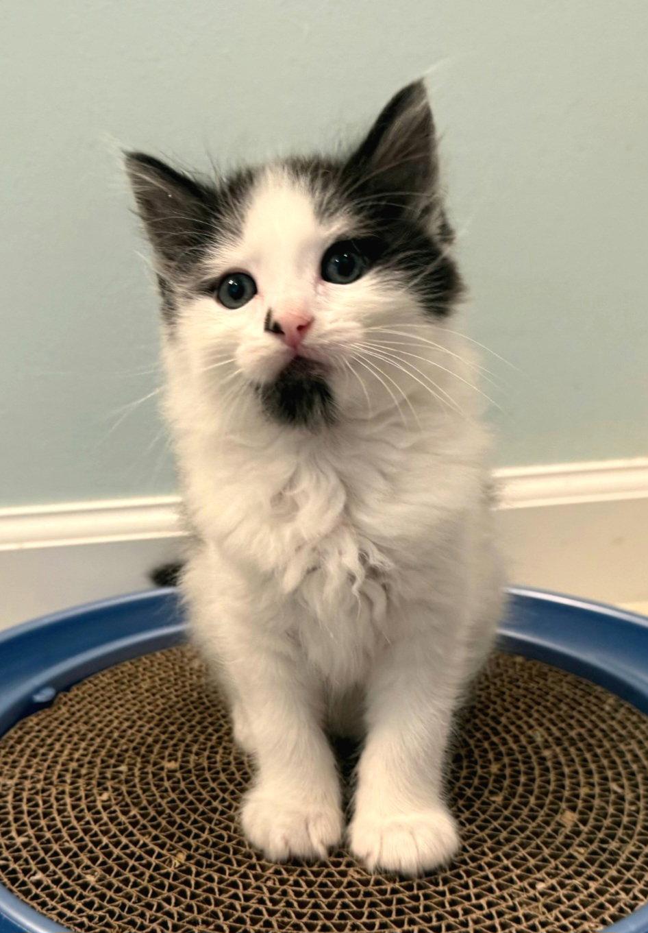 Paxton, Adoptable, Kitten Male Domestic Medium Hair.