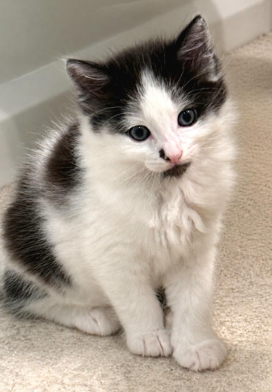 Paxton, a Adoptable Domestic Medium Hair in Campbell, CA image 3/3