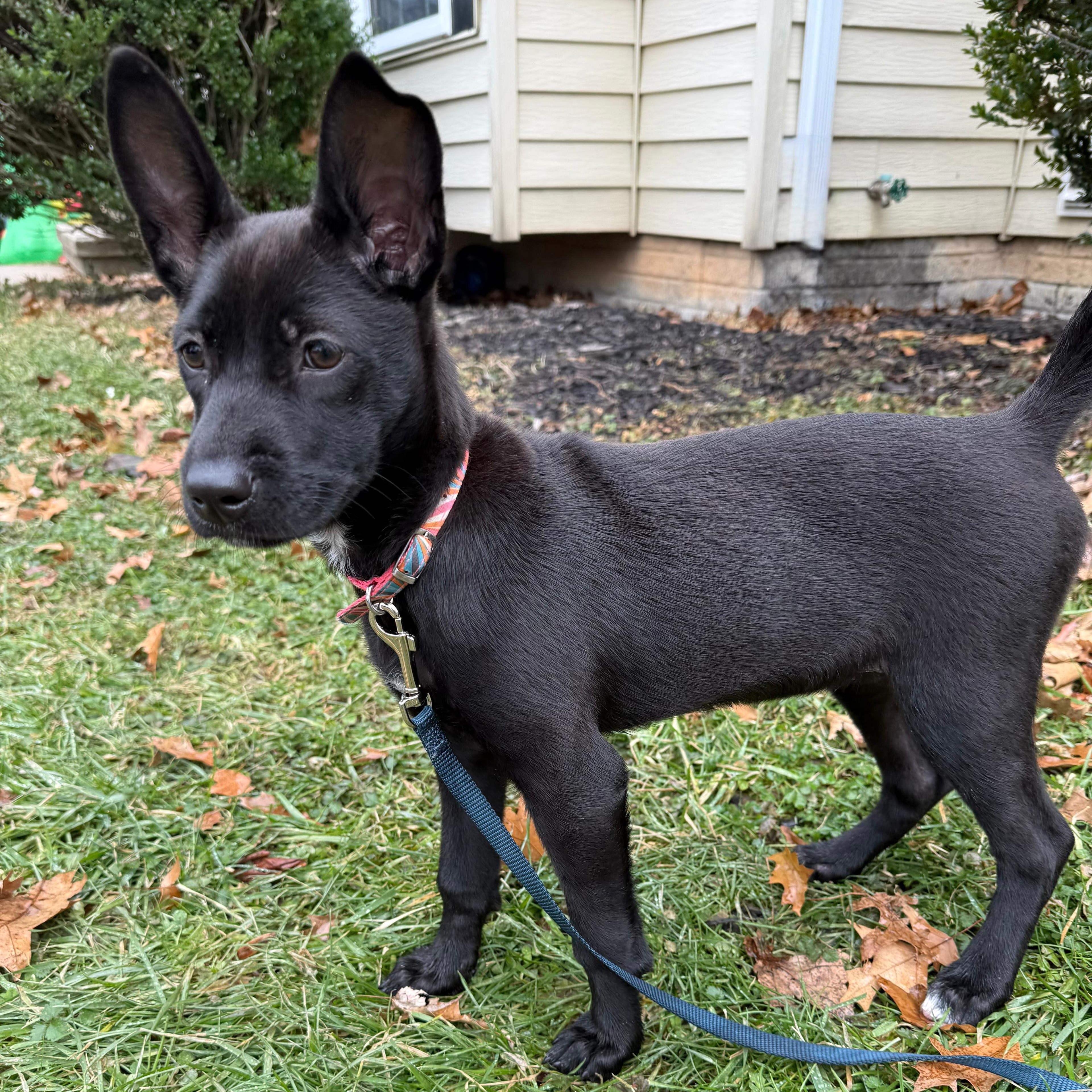 Enlarge Ady, a ADOPTABLE mixed breed in Baldwin, MD image 3/6
