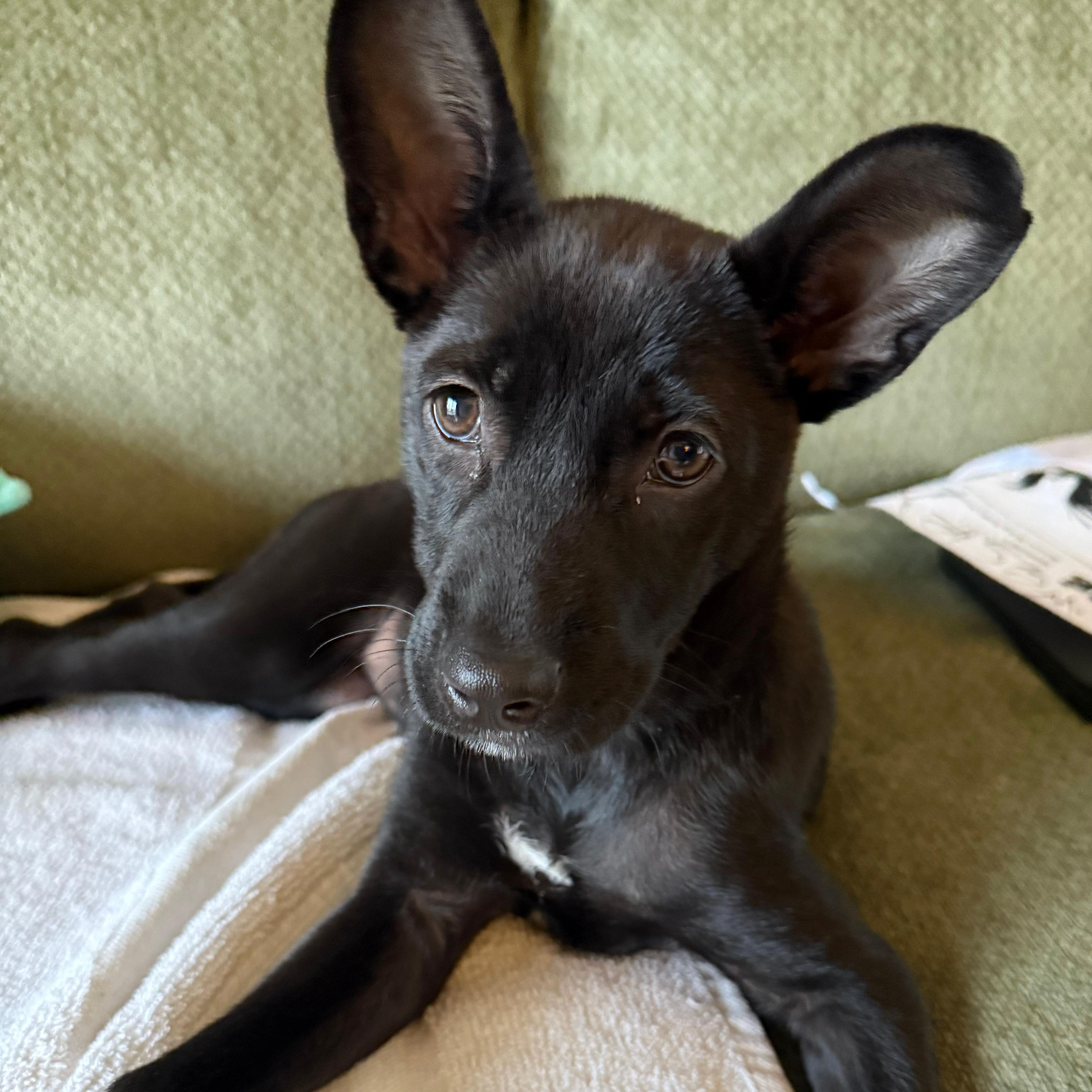 Ady, ADOPTABLE, Puppy Female Shepherd.