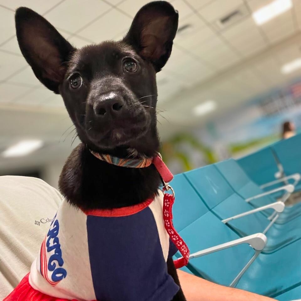 Enlarge Ady, a ADOPTABLE mixed breed in Baldwin, MD image 5/6