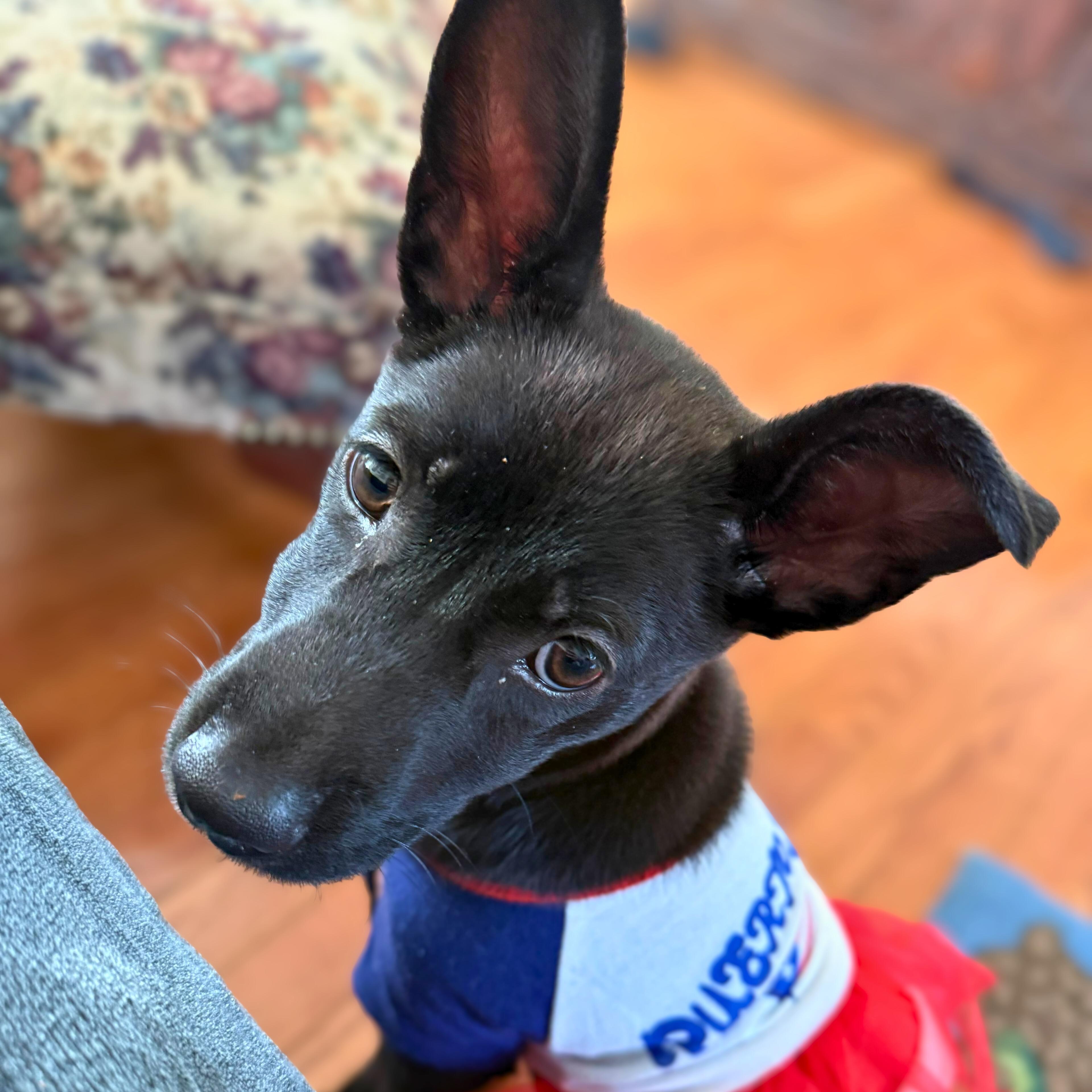 Enlarge Ady, a ADOPTABLE mixed breed in Baldwin, MD image 6/6