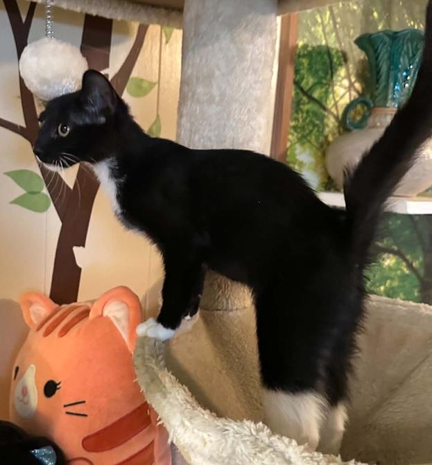 Secret, ADOPTABLE, Kitten Female Domestic Short Hair.