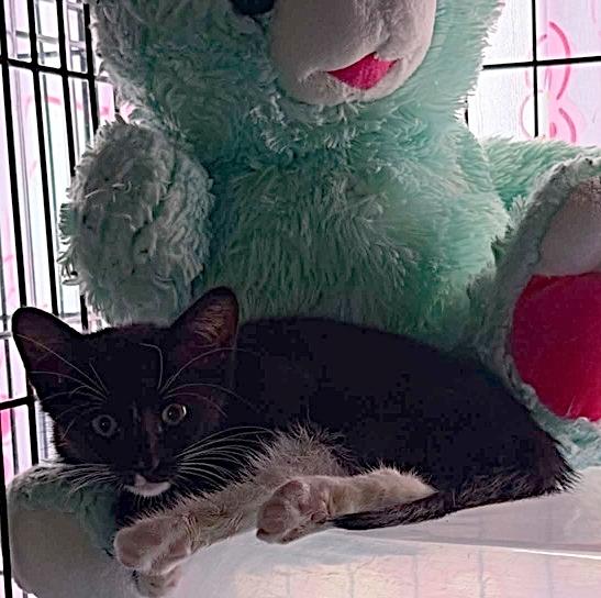 Enlarge Secret, a ADOPTABLE Domestic Short Hair in Waxahachie, TX image 3/3