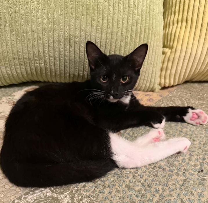 Secret, Adoptable, Kitten Female Tuxedo.