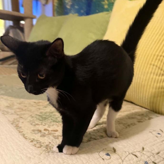 Enlarge Secret, a Adoptable Tuxedo in Waxahachie, TX image 2/3