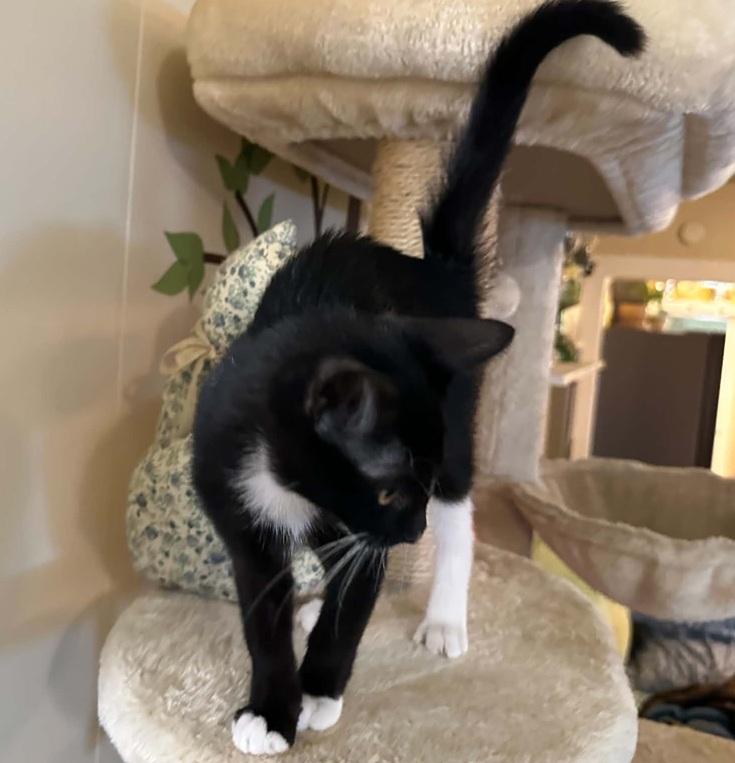 Enlarge Secret, a ADOPTABLE Domestic Short Hair in Waxahachie, TX image 2/3