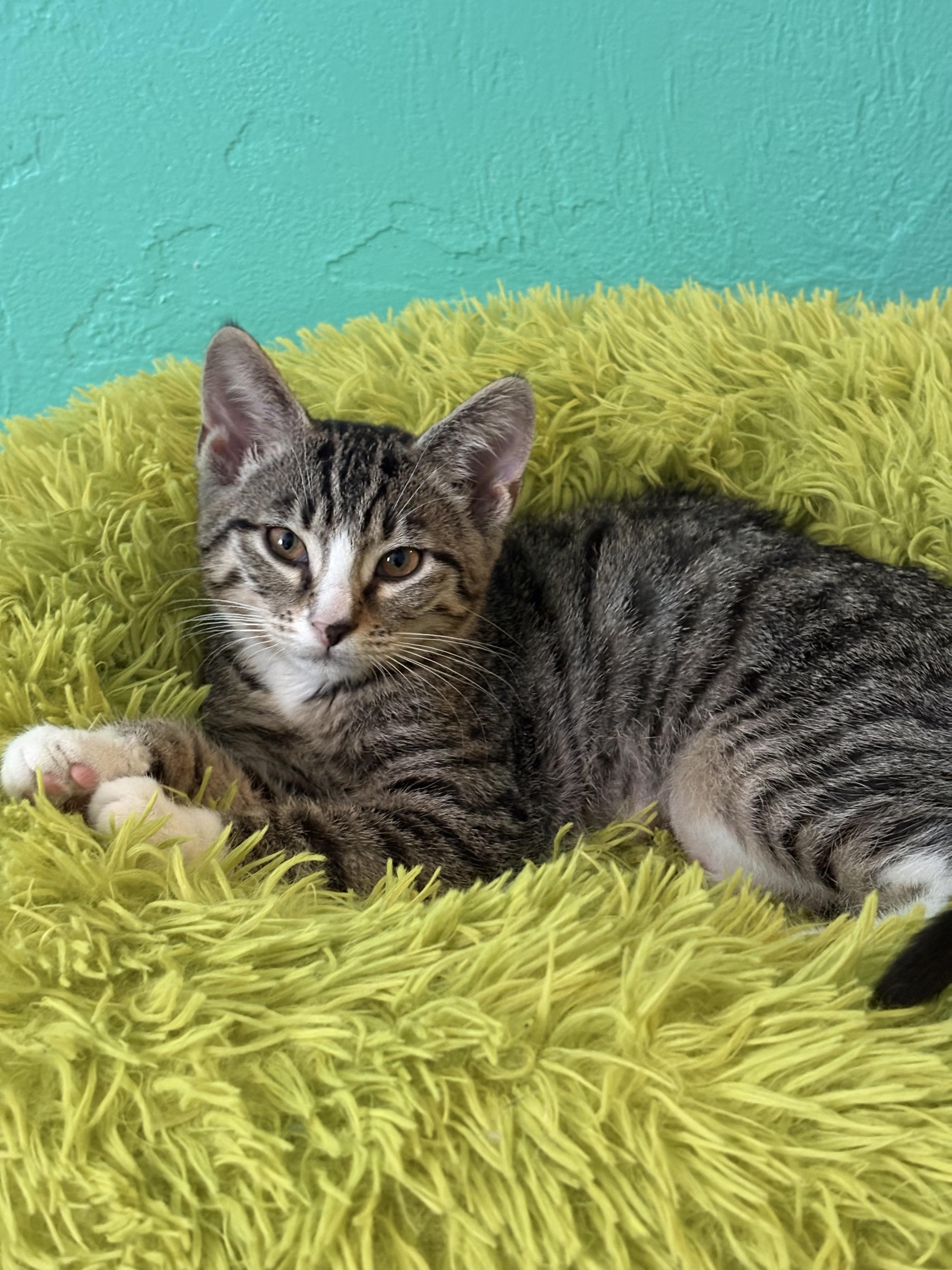 Enlarge Greta, a Adoptable Domestic Short Hair in Orange City, FL image 1/1