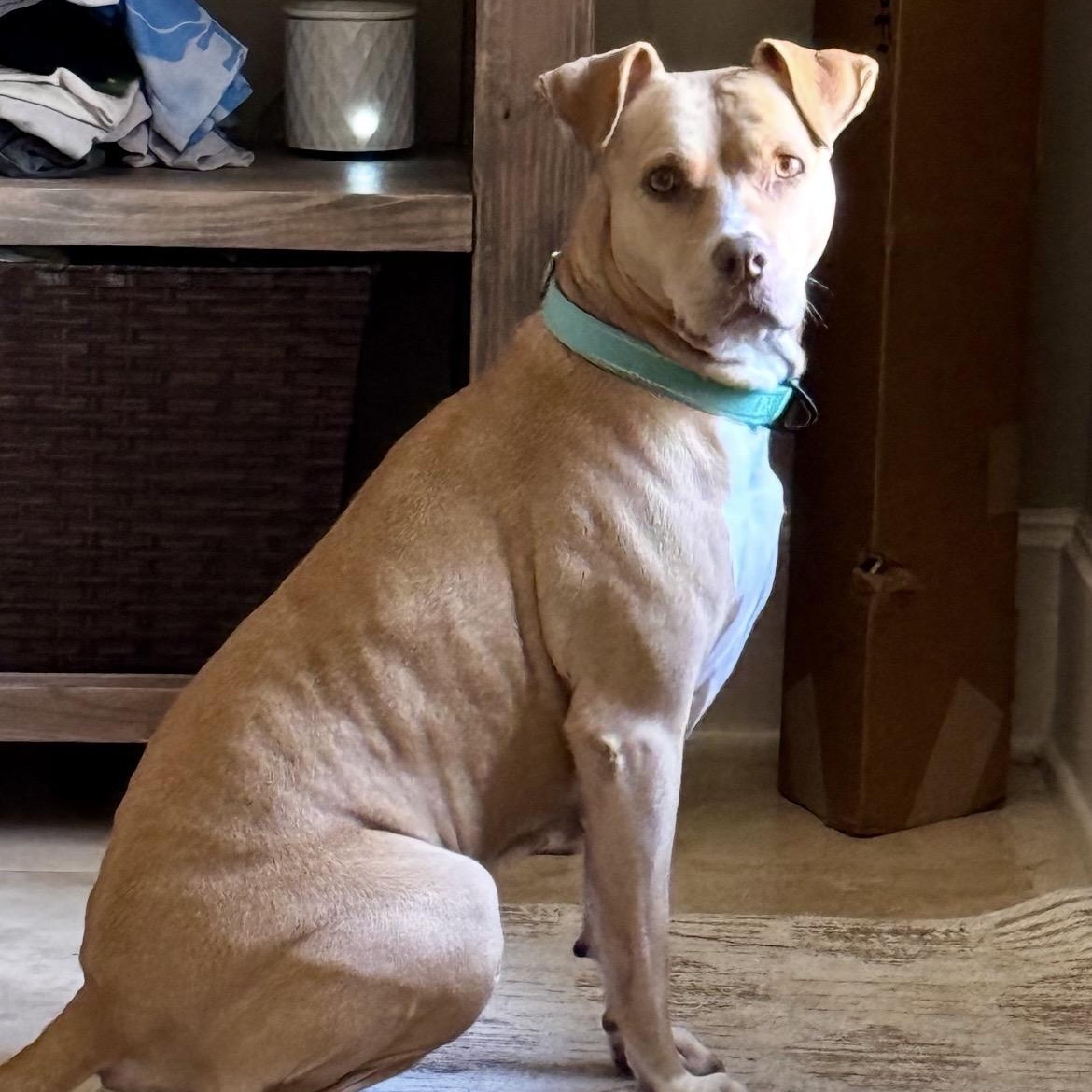 Bella, adopted, Senior Female Staffordshire Bull Terrier & Labrador Retriever.