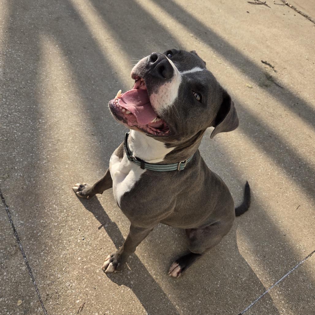 Onni — thumbnail 3