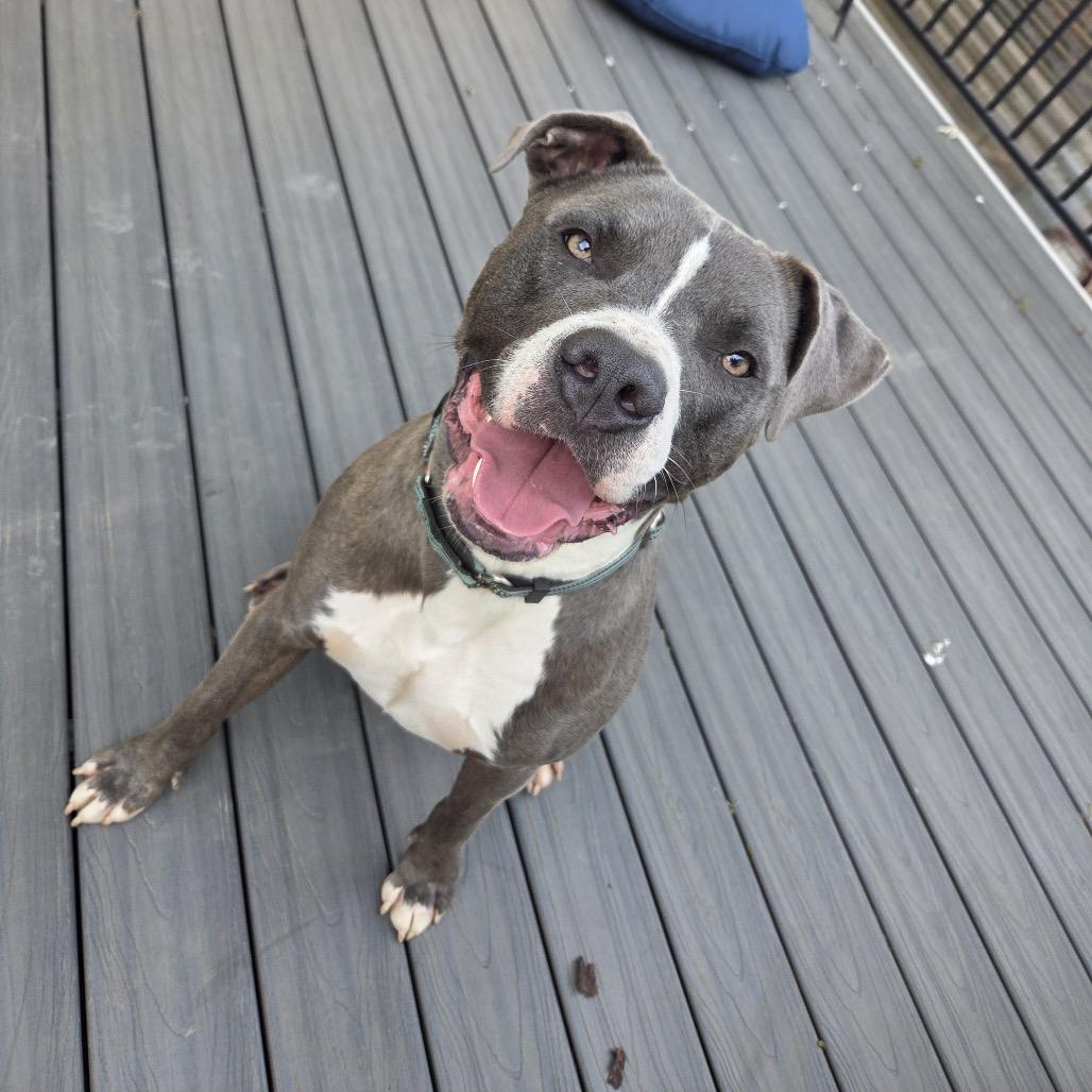 Onni — thumbnail 4