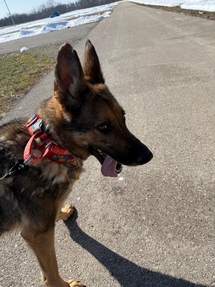 Enlarge Venus, a Adoptable mixed breed in Xenia, OH image 2/6