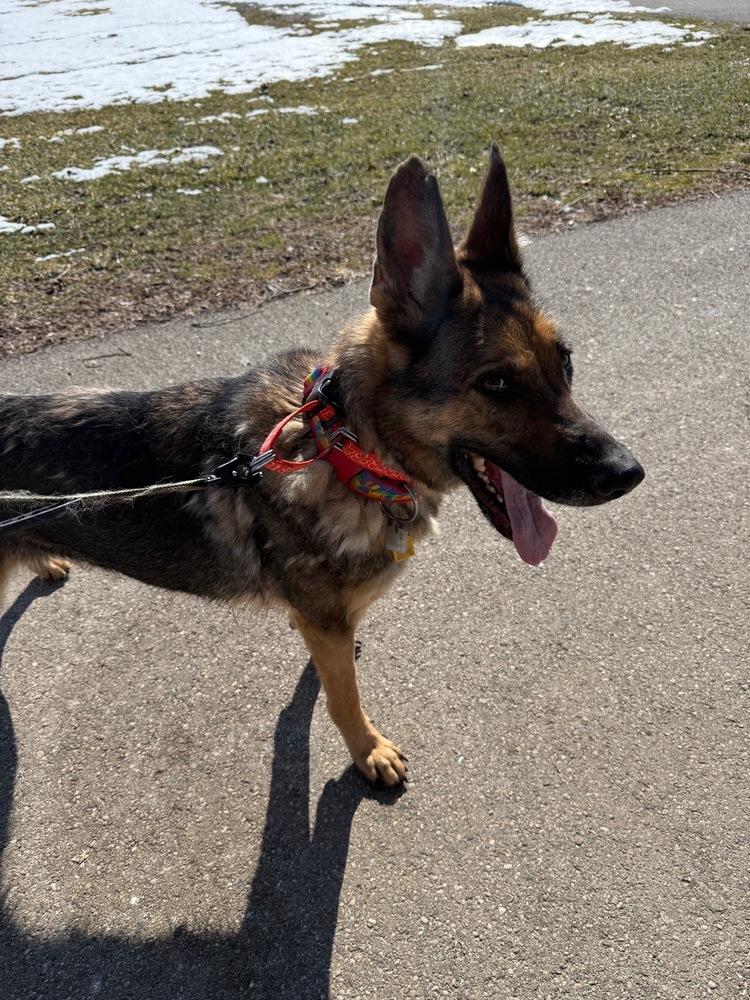 Enlarge Venus, a Adoptable mixed breed in Xenia, OH image 3/6