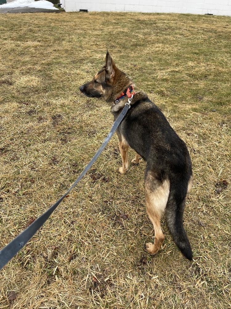 Venus, Adoptable, Adult Female German Shepherd Dog.