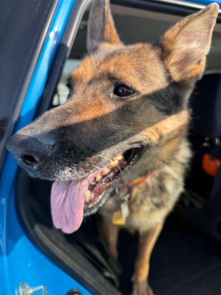 Enlarge Venus, a Adoptable mixed breed in Xenia, OH image 5/6