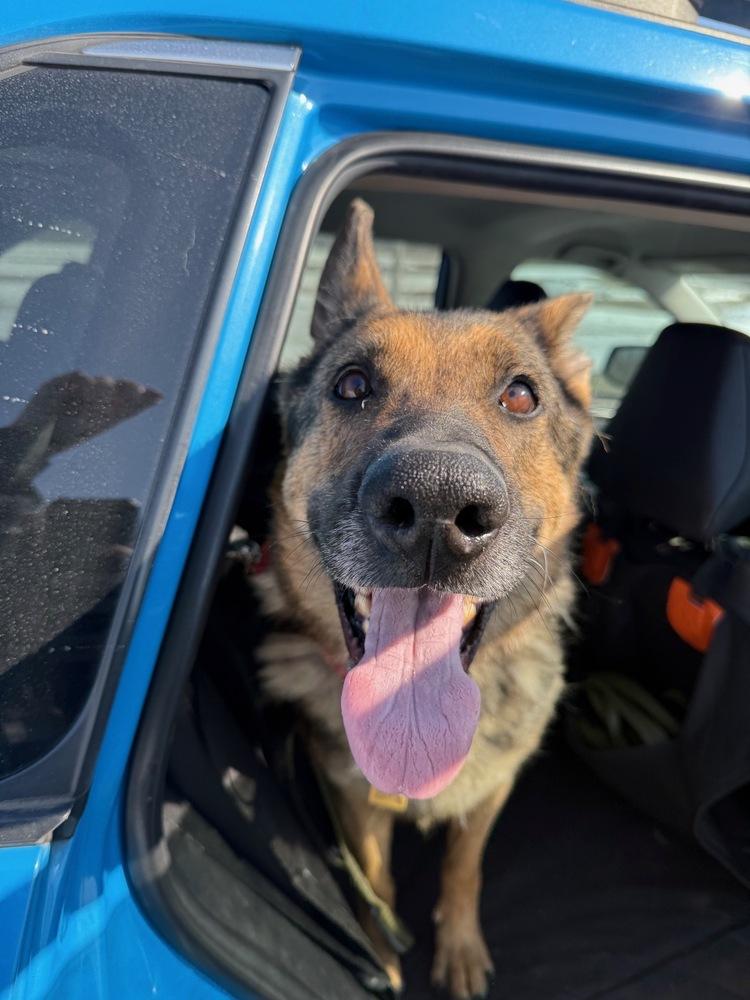 Enlarge Venus, a Adoptable mixed breed in Xenia, OH image 6/6