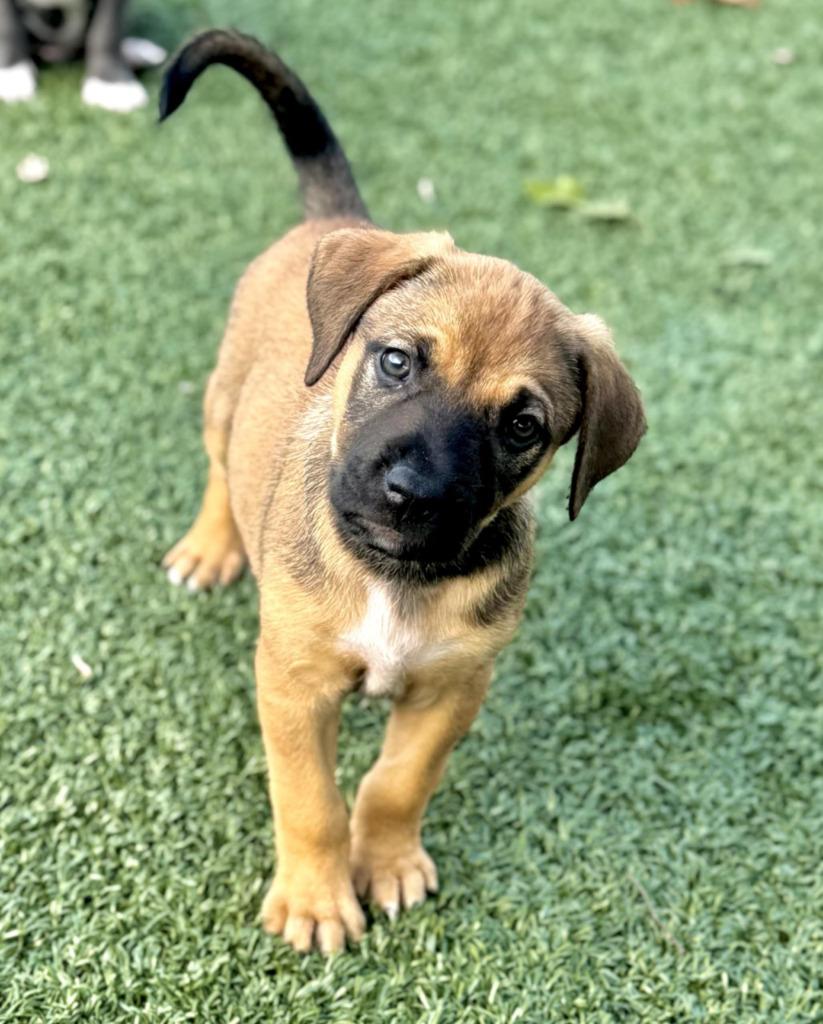 Luna, Adoptable, Puppy Female German Shepherd Dog & Mixed Breed.