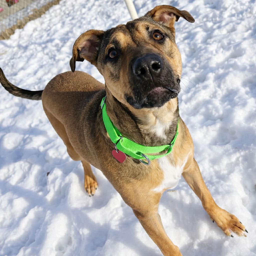 Luna, a Adoptable mixed breed in Warren, MI image 2/6