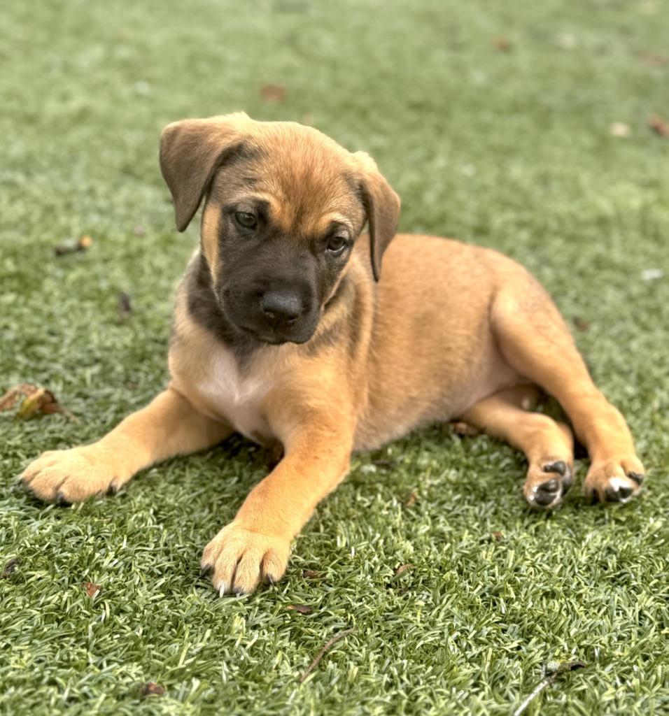 Luna, a Adoptable mixed breed in Warren, MI image 3/6