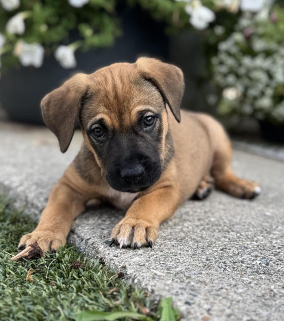 Luna, a Adoptable mixed breed in Warren, MI image 4/6