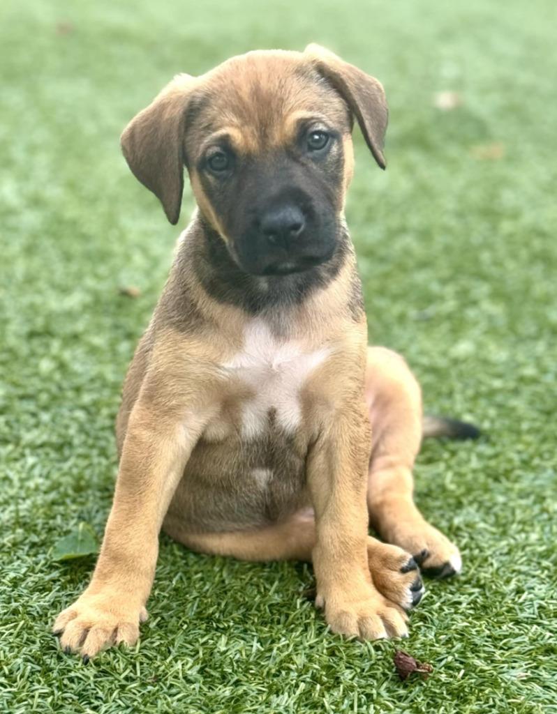 Luna, a Adoptable mixed breed in Warren, MI image 5/6