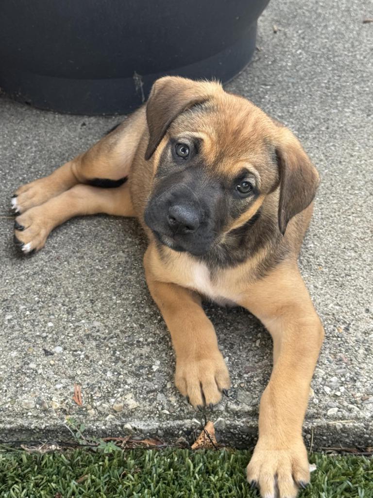 Luna, a Adoptable mixed breed in Warren, MI image 6/6