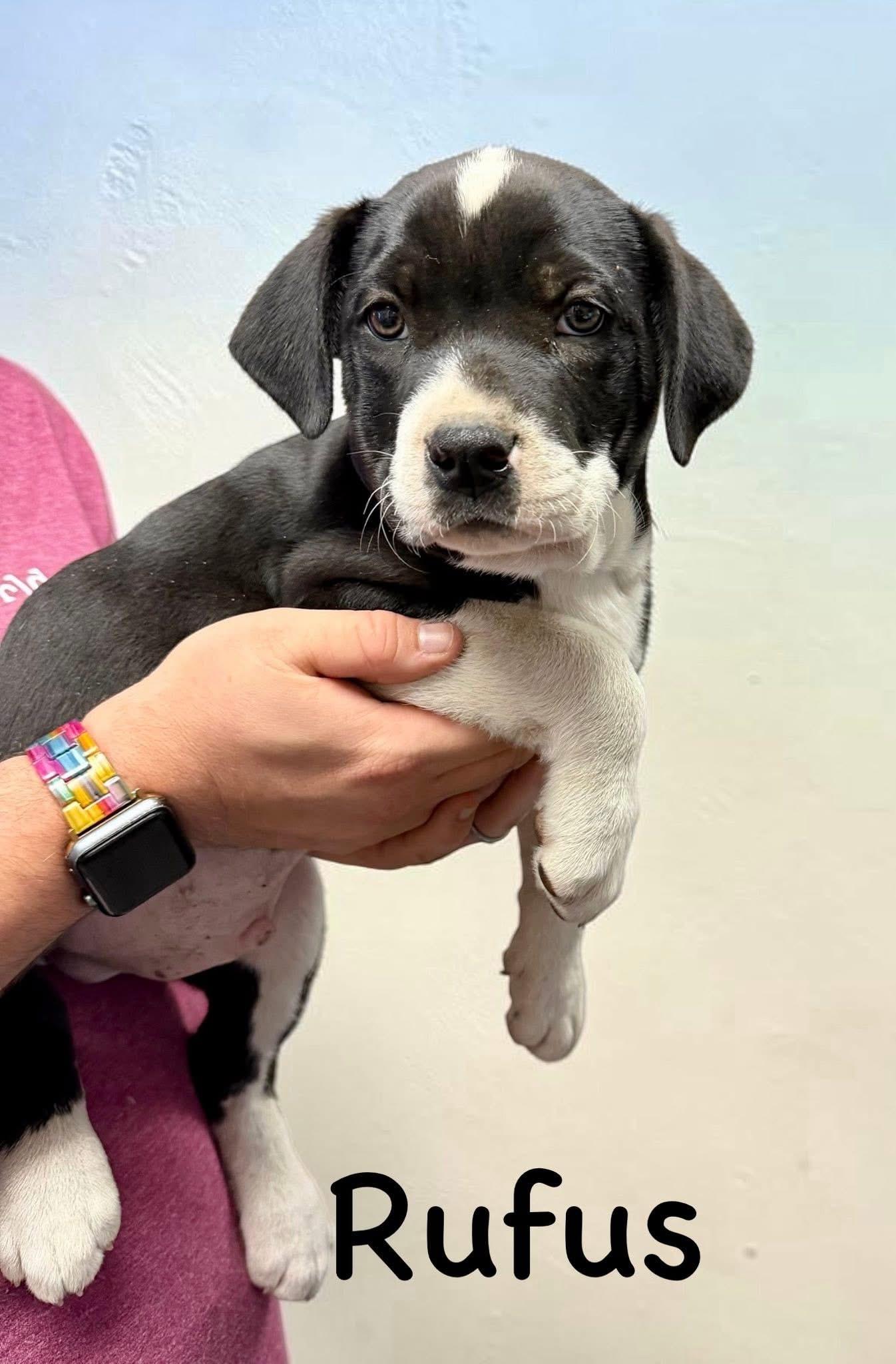Rufus , Adoptable, Puppy Male Black Labrador Retriever.