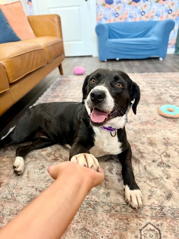 Gidget Bee Sweeter Than Honey — thumbnail 3