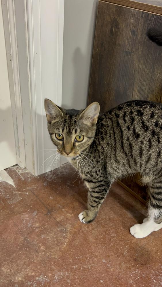 Enlarge Baby, a Adoptable Domestic Short Hair in Telford, PA image 1/1