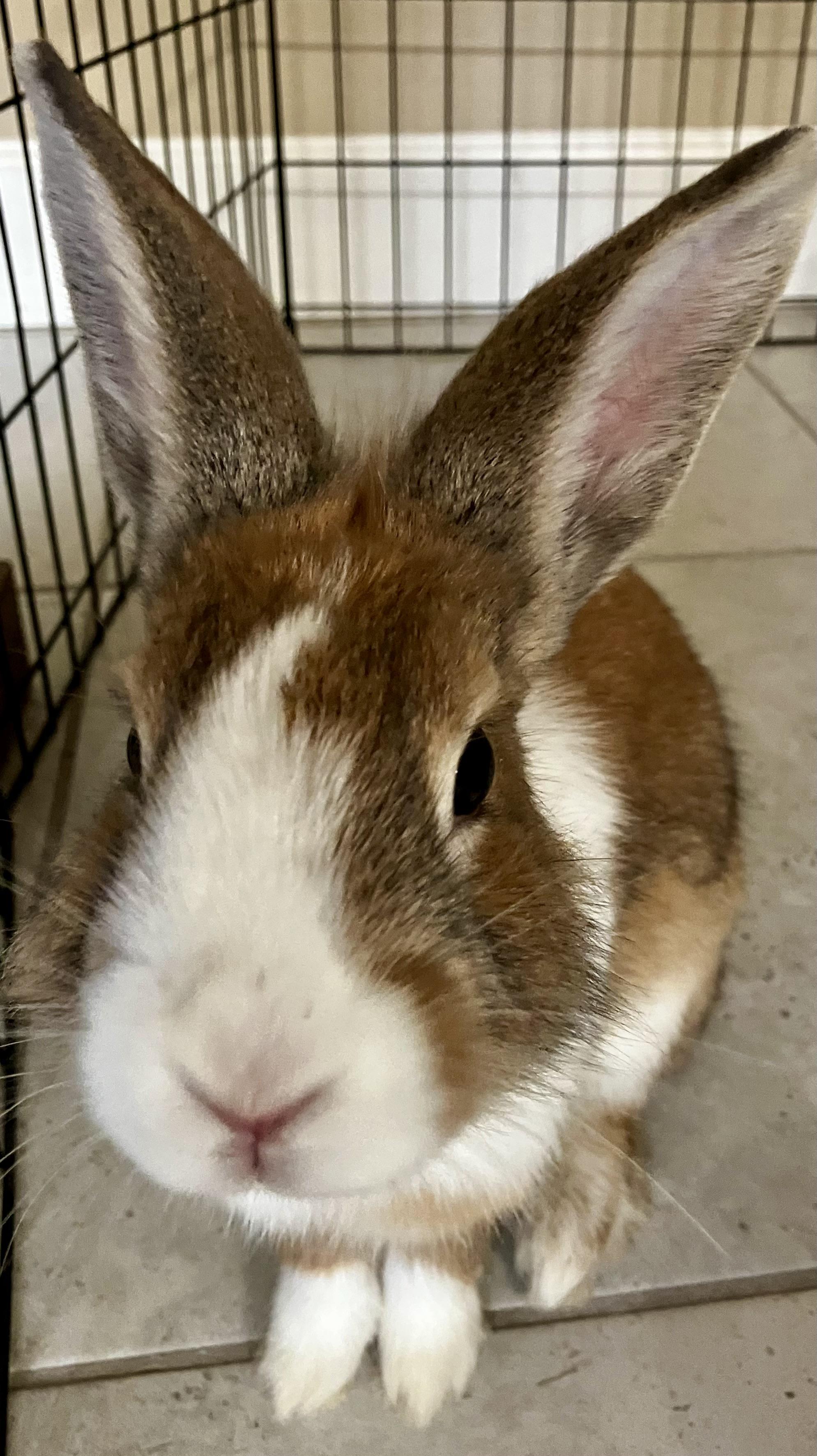 Goldilocks, Adoptable, Young Female Bunny Rabbit.