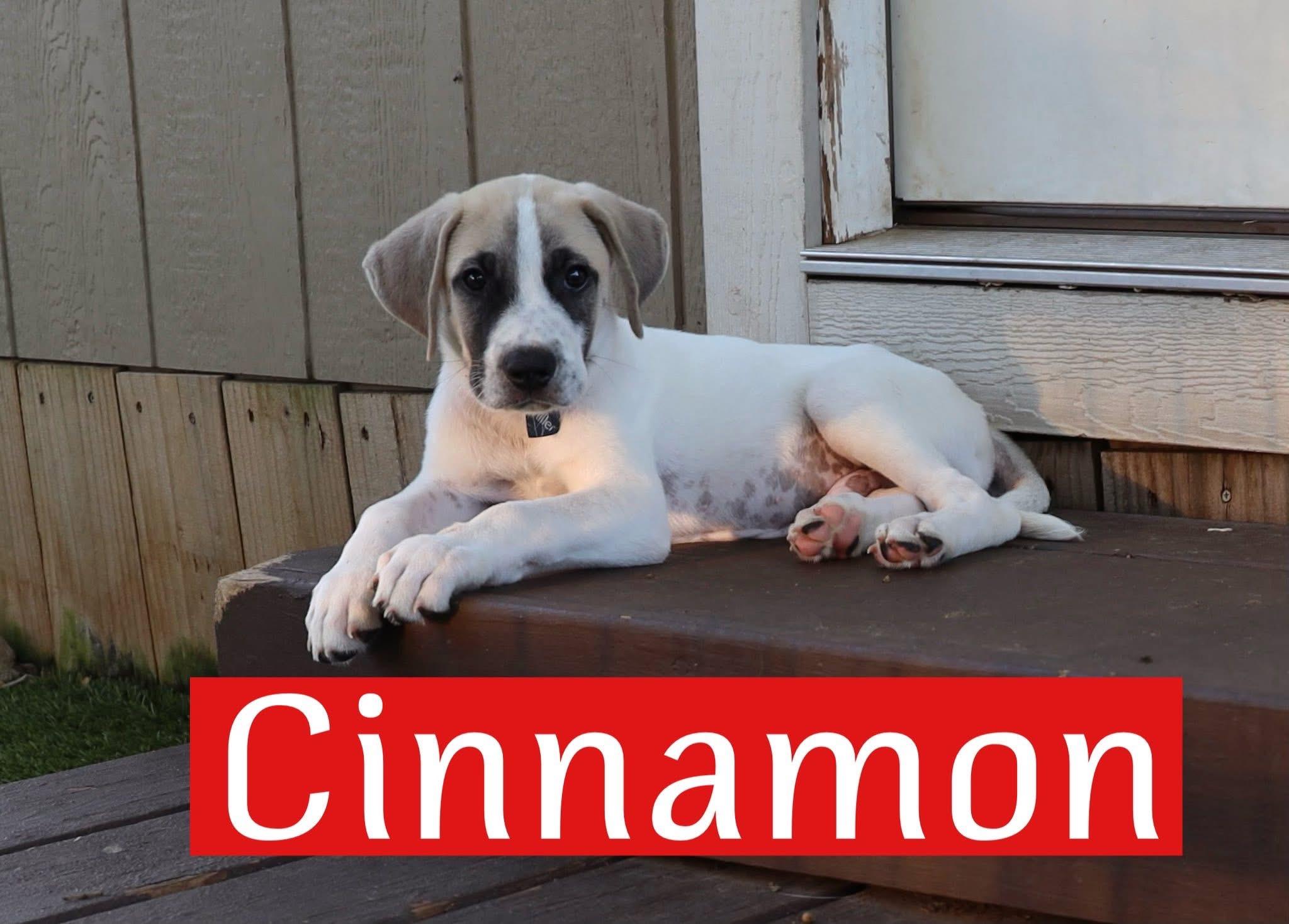 Cinnamon, Baby Female unknown