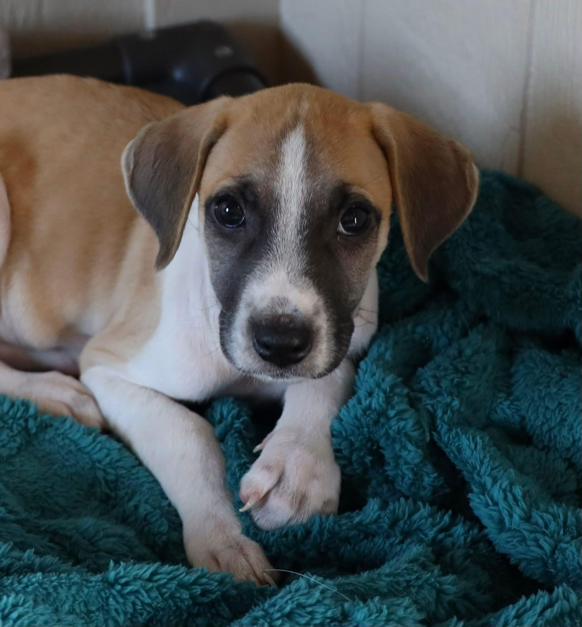 Cinnamon photo 3