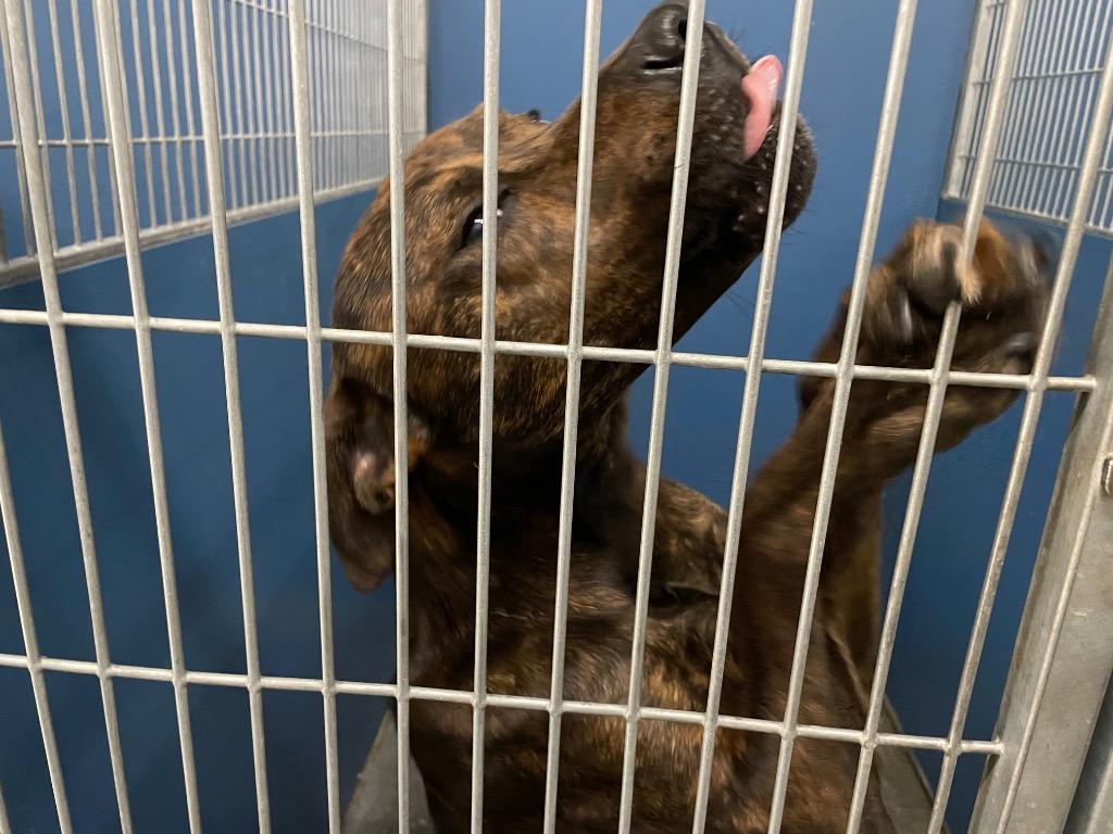 Enlarge Bubba, a Adoptable Mixed Breed in Henderson, NC image 1/1