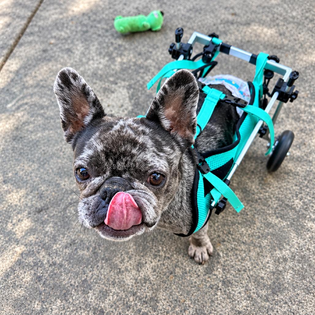 Wheelamina, Adoptable, Adult Female French Bulldog.