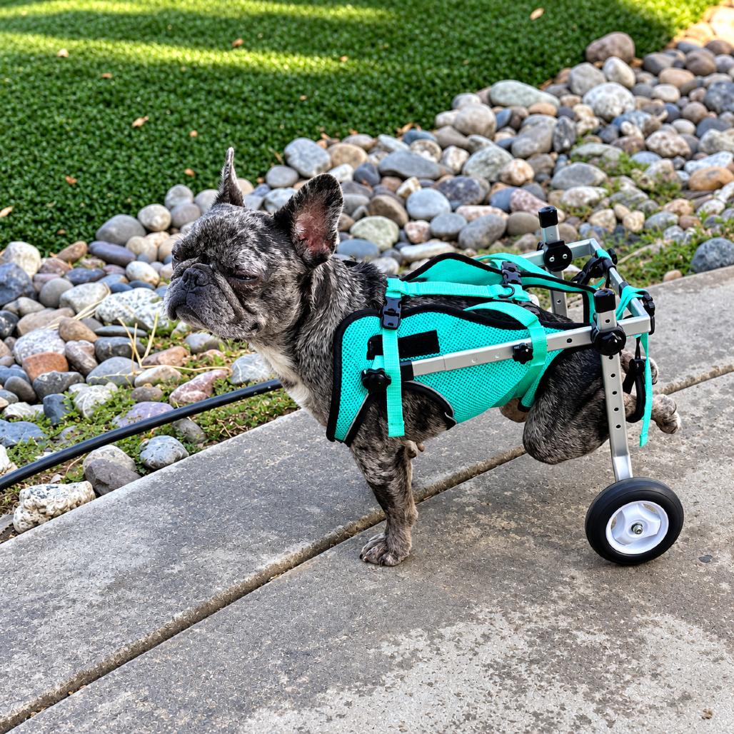 Enlarge Wheelamina, a Adoptable French Bulldog in Sacramento, CA image 3/3