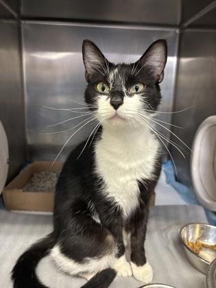 Syrup, Adult Female unknown