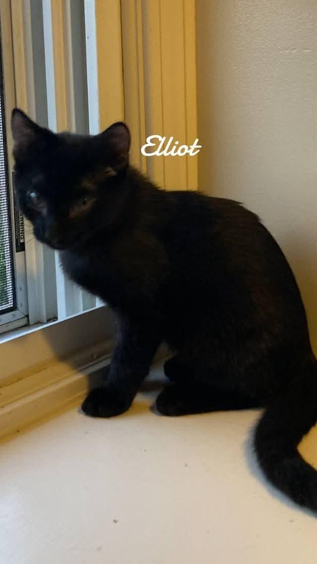 Enlarge Elliot, a Adoptable Domestic Short Hair in Naugatuck, CT image 1/2