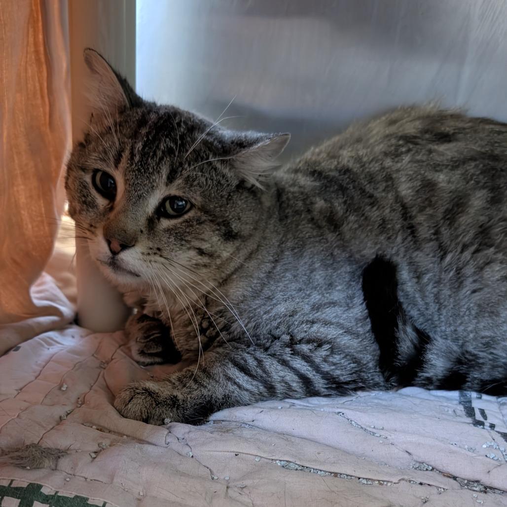 Hobo, Adoptable, Adult Male Domestic Short Hair.