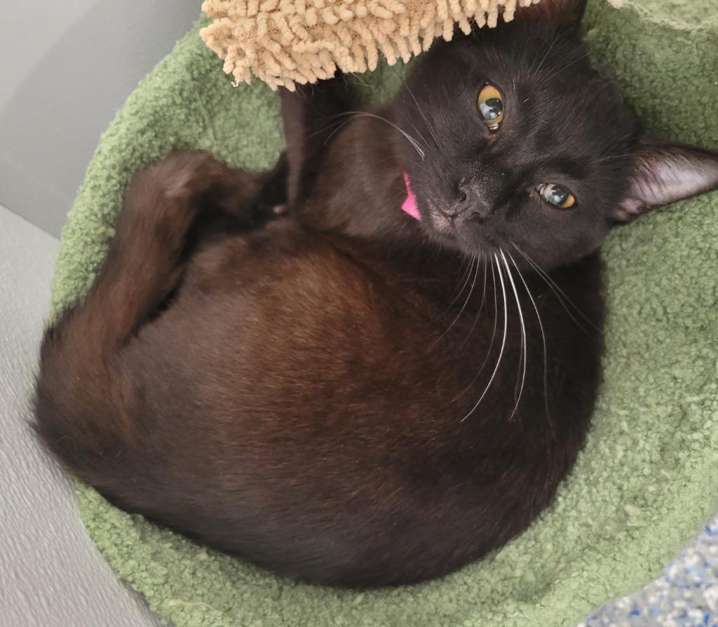 Enlarge Yuki, a Adoptable mixed breed in Angola, IN image 1/4