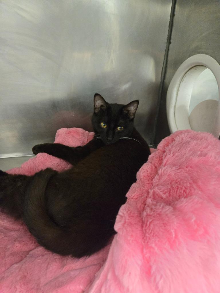 Yuki, Adoptable, Kitten Female Domestic Short Hair.