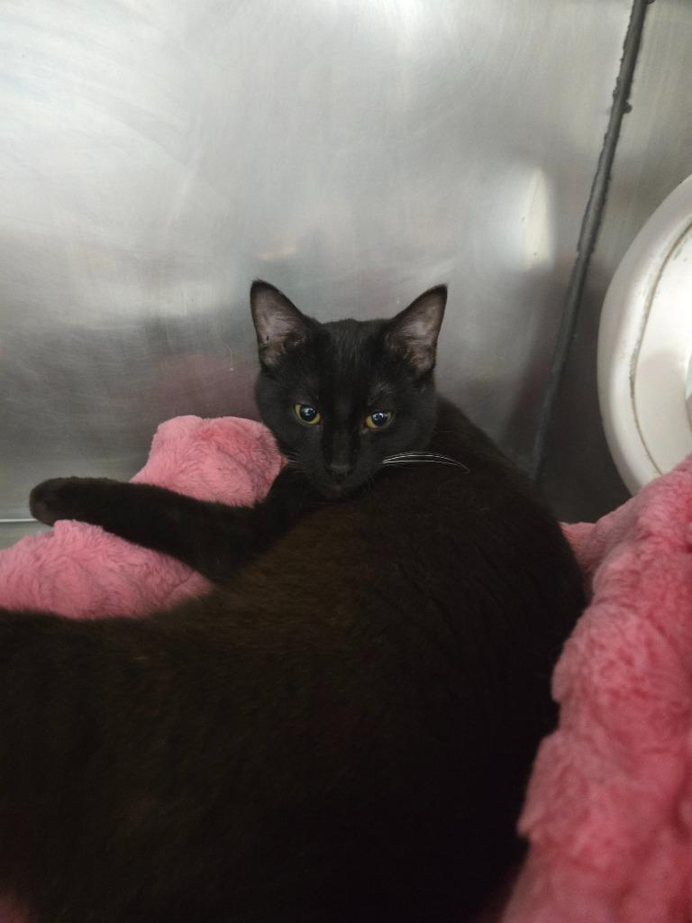 Enlarge Yuki, a Adoptable mixed breed in Angola, IN image 2/3