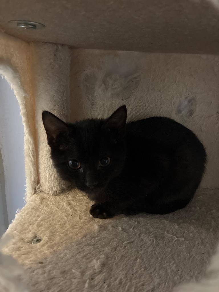 Enlarge Yuki, a Adoptable mixed breed in Angola, IN image 3/3