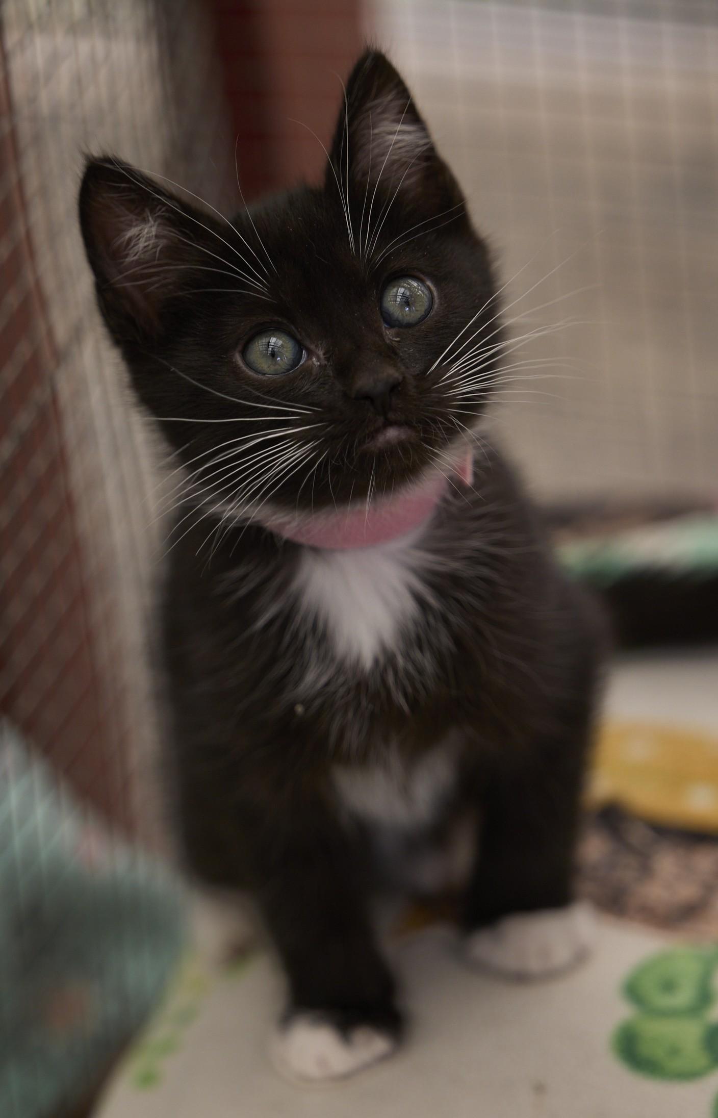 Enlarge Astra, a ADOPTABLE Tuxedo in Santa Barbara, CA image 1/1