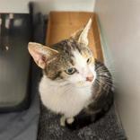Enlarge Greta, a ADOPTABLE Domestic Short Hair in Hilliard, OH image 2/2