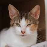 Enlarge Greta, a ADOPTABLE Domestic Short Hair in Hilliard, OH image 1/2