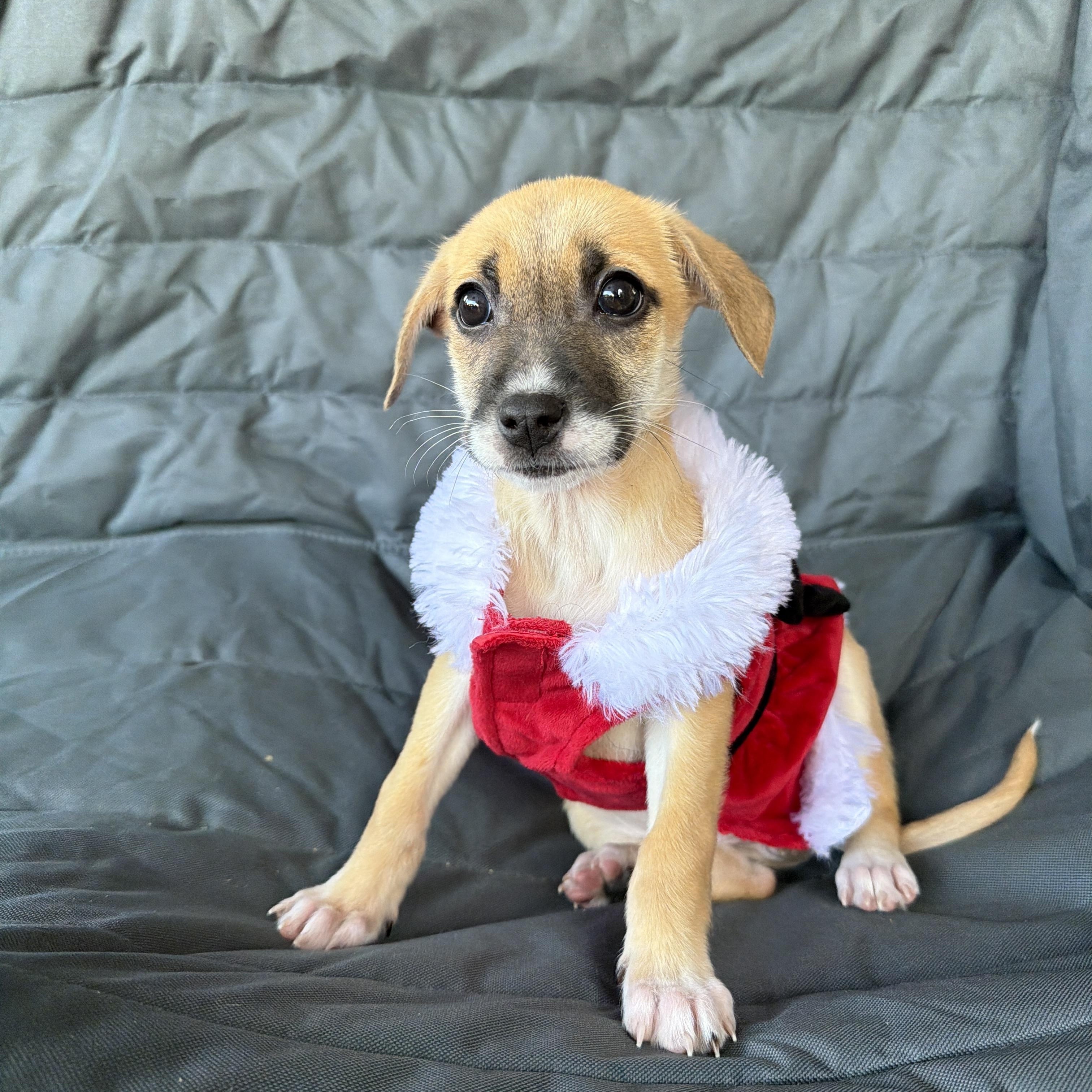 Cressida, a ADOPTABLE mixed breed in Poway, CA image 1/2