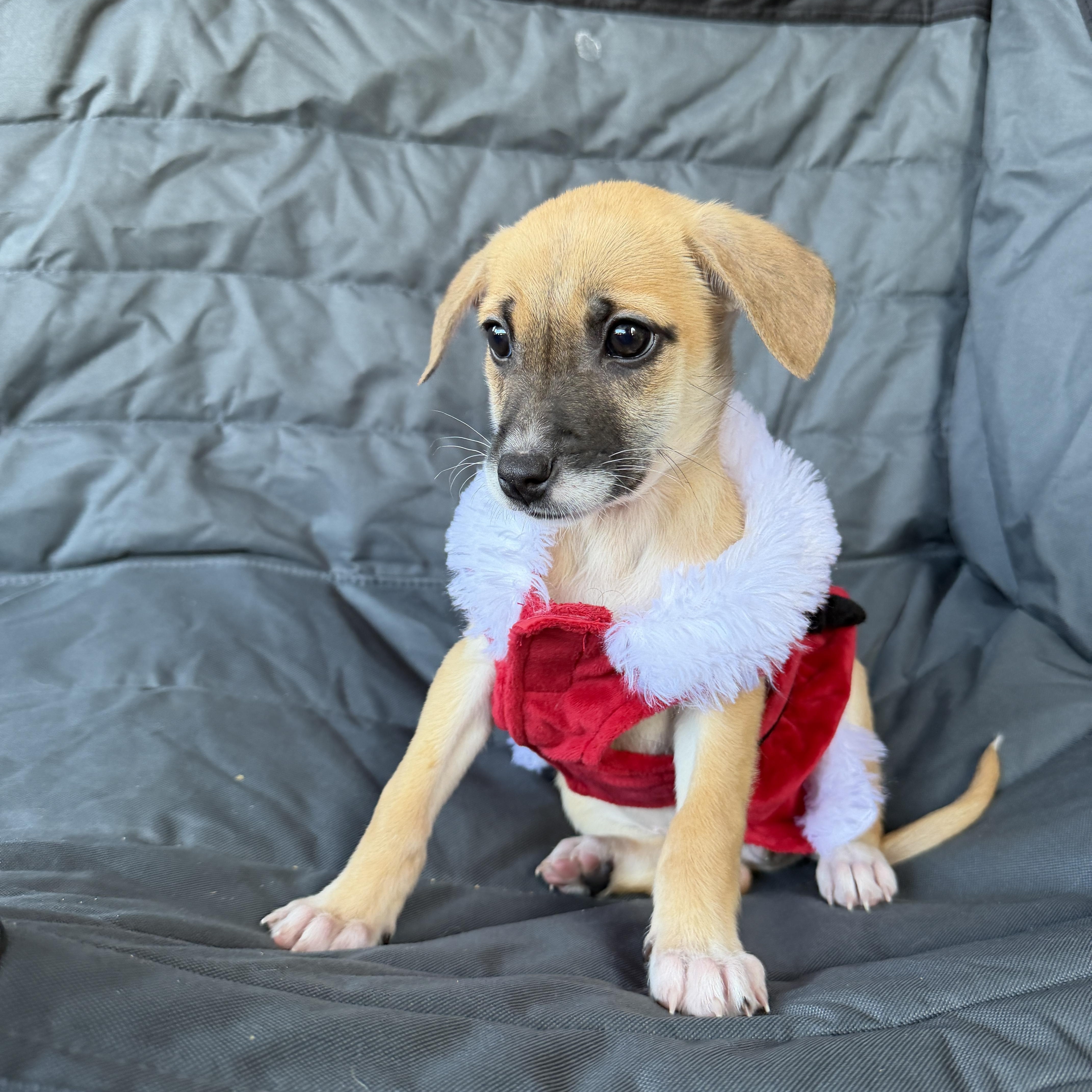 Cressida, a ADOPTABLE mixed breed in Poway, CA image 2/2