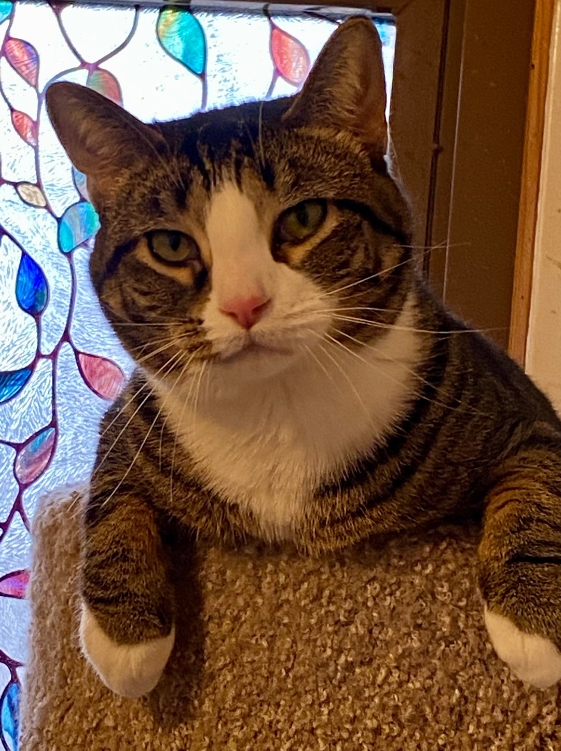 Zena, Adoptable, Young Female Tiger.