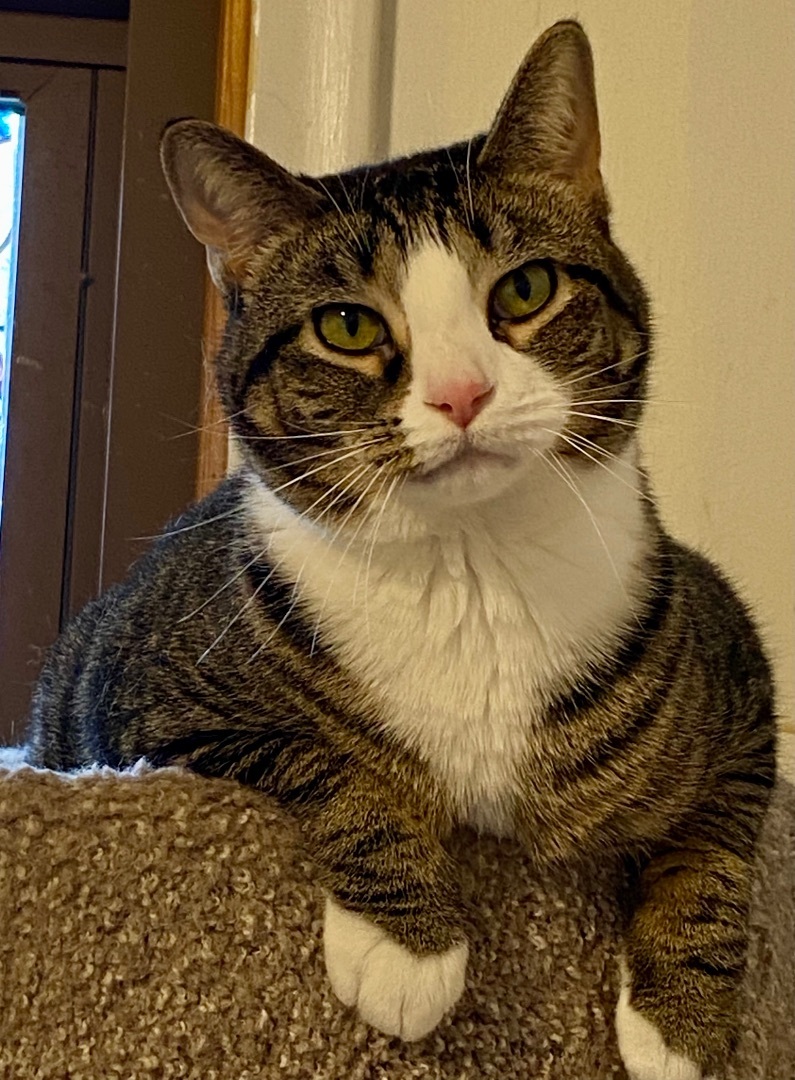 Enlarge Zena, a Adoptable mixed breed in St. Clair Shores, MI image 2/4