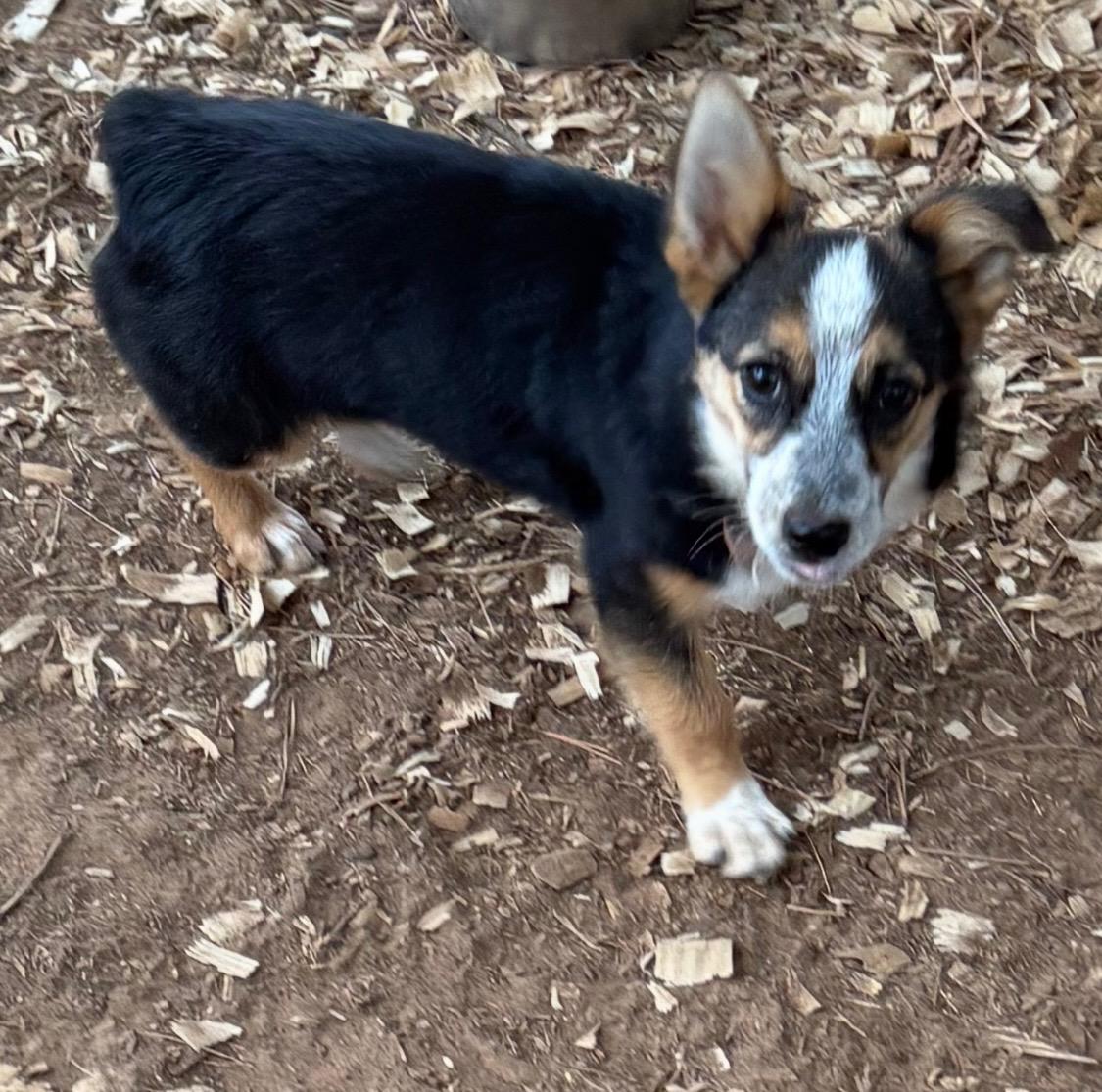 Enlarge Dolly Sue, a Adopted Corgi in Paris, TX image 1/2